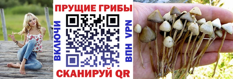 Купить закладки  Курчалой  Галлюциногенные грибы MAGIC MUSHROOMS 